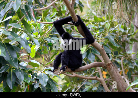 Northern White-Cheeked Gibbon, adult male, Asia / (Nomascus leucogenys) Stock Photo