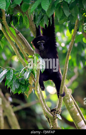 Agile Gibbon, Dark-handed Gibbon, adult on tree, Asia / (Hylobates agilis) Stock Photo