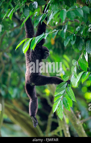 Agile Gibbon, Dark-handed Gibbon, adult on tree, Asia / (Hylobates agilis) Stock Photo