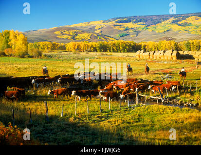 Cowboys on horseback herding cattle into corrals on ranch at Ohio Creek in autumn near the Rocky Mountains of Colorado Stock Photo