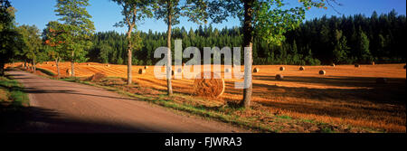 Panoramic image of sunrise light across field of cut and rolled hay near town of Flens in Sweden Stock Photo