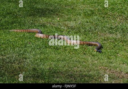 Black-headed python (Aspidites melanocephalus) in Queensland. Stock Photo