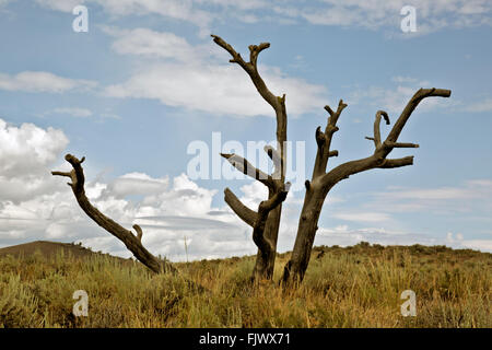 IDAHO - Tree skeleton standing in the sagebrush prairie along the Wilderness Trail in Craters of the Moon National Monument. Stock Photo
