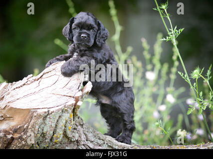 american cocker spaniel puppy climbing on a log Stock Photo