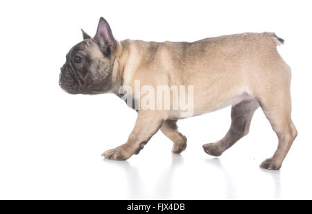 french bulldog puppy walking on white background Stock Photo