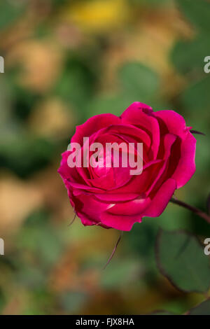 roses are red urdu poem