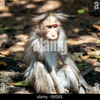 A Bonnet Macaque Monkey KTCD Wildlife Resort Aranya Nivas Thekkady Kerala India Stock Photo