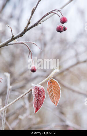 Cotoneaster lacteus. Late cotoneaster leaves with red berries covered in frost in December Stock Photo