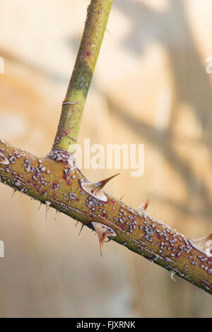 Frost on Maigold Rose stem and thorns in winter Stock Photo