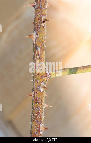 Frost on Maigold Rose stem and thorns in winter Stock Photo