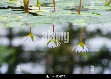 Nymphaea x daubenyana. Day-blooming Tropical waterlily reflections at Oxford Botanical Gardens. Oxford, England Stock Photo