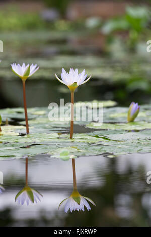 Nymphaea x daubenyana. Day-blooming Tropical waterlily at Oxford Botanical Gardens. Oxford, England Stock Photo