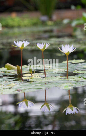 Nymphaea x daubenyana. Day-blooming Tropical waterlily at Oxford Botanical Gardens. Oxford, England Stock Photo