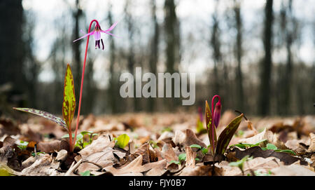 Dog's tooth violet or Dogtooth violet, Erythronium dens-canis pair in the sunset Stock Photo