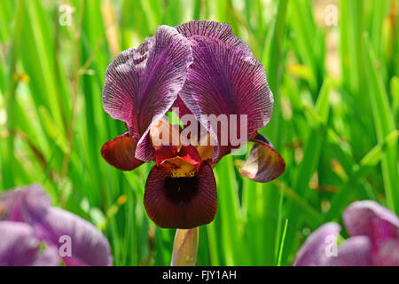 Iris wild flower, Iris atropurpurea Stock Photo