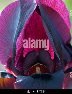 Iris wild flower, Iris atropurpurea, close up Stock Photo