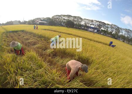 Bulacan Province, Philippines. 3rd Mar, 2016. A farmer harvests rice at ...