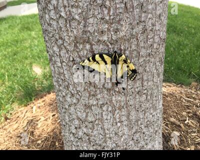 injured eastern swallowtail butterfly with damaged wing Stock Photo