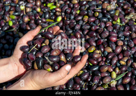 Handful of olives Stock Photo
