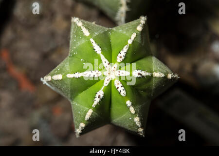 View of a Marginatocereus marginatus cactus from above, with the typical star shape Stock Photo