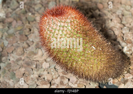 View of a spiny pincushion cactus or Mammillaria spinosissima, a type of succulent plant endemic to the central Mexico Stock Photo
