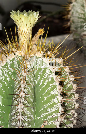 Closeup view of the flower of a Astrophytum ornatum succlent plant, known as bishop's cap Stock Photo