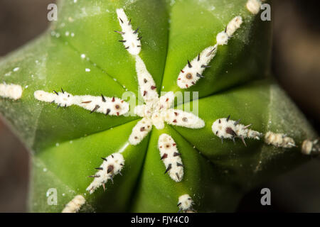 Closeup view of a Marginatocereus marginatus cactus with the typical star shape Stock Photo