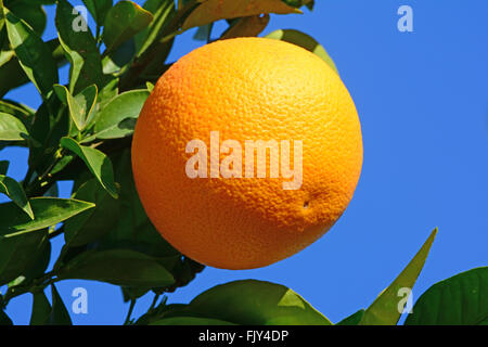 Orange on tree Stock Photo