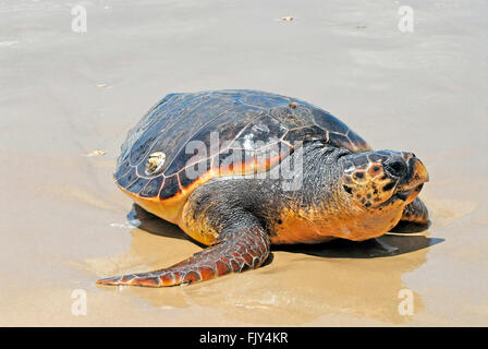 loggerhead sea turtle, Caretta caretta Stock Photo