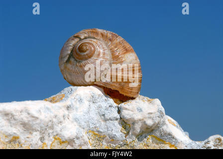 Snail on rock Stock Photo