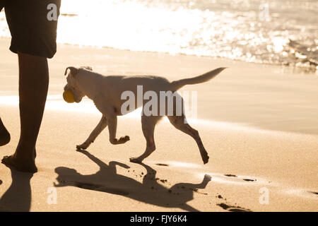 Dog carrying ball on beach in summer. Stock Photo