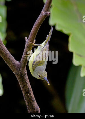 A female Brown-throated Sunbird on a branch in a garden in the outskirts of Bangkok, Thailand Stock Photo