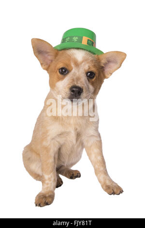 Austrailan cattle dog puppy with Saint Patrick's Day hat isolated on white Stock Photo