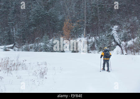 Senior man in black and yellow coat snowshoes on a snowy day in the woods of northern Maine near Rangeley. Stock Photo