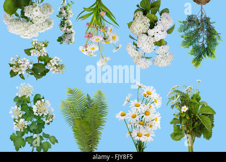 Gentle spring plants and flowers  isolated on the cyan blue  background. Collage set from several photos Stock Photo