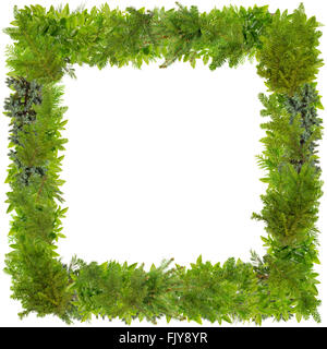 Xmas square  photo frame made from pine, fir tree,  juniper, holly and so on green sharp branches. Abstract handmade isolated co Stock Photo