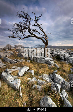 Lone Tree on the Limestone Pavements of Twistleton Scar End, Ingleton Yorkshire Dales National Park England UK Stock Photo