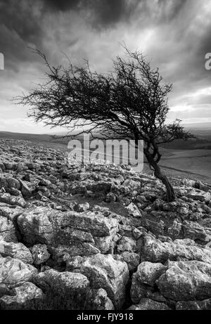 Lone Tree on the Limestone Pavements of Twistleton Scar End, Ingleton Yorkshire Dales National Park England UK Stock Photo