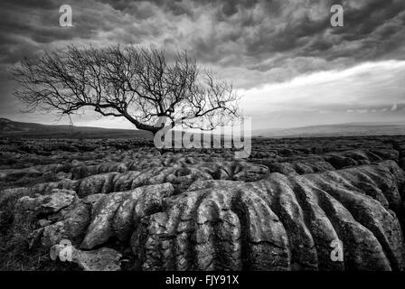 Lone Tree on the Limestone Pavements of Twistleton Scar End, Ingleton Yorkshire Dales National Park England UK Stock Photo