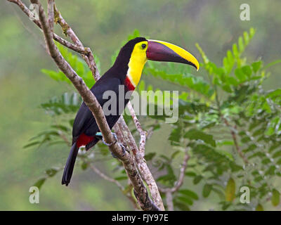Chestnut-mandibled toucan perched on branch Stock Photo
