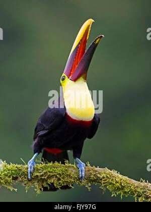 Chestnut-mandibled toucan perched on branch beak open Stock Photo