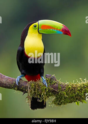 Keel-billed toucan perched on branch Stock Photo