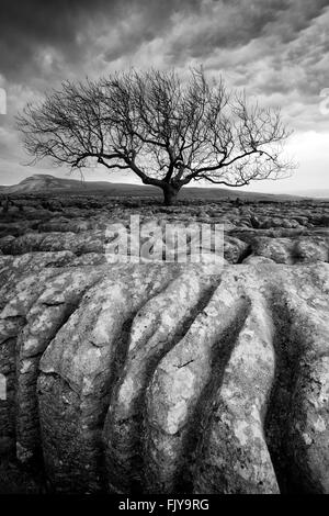 Lone Tree on the Limestone Pavements of Twistleton Scar End, Ingleton Yorkshire Dales National Park England UK Stock Photo