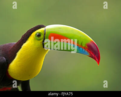 Keel-billed toucan close-up head and beak Stock Photo