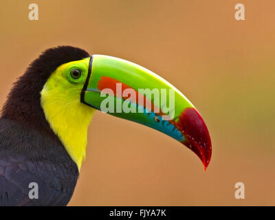 Keel-billed toucan close-up head and beak Stock Photo