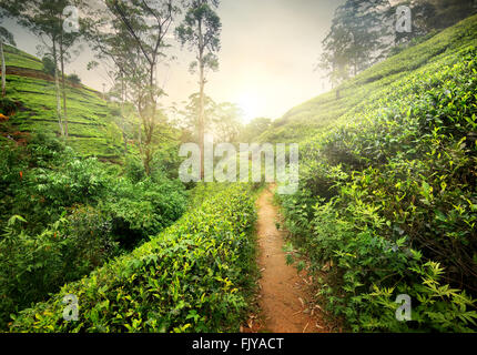 Footpath in tea plantation at sunset, Sri Lanka Stock Photo