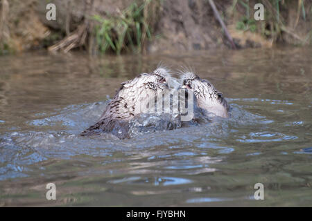 North American river otter (Lontra canadensis) play fighting Stock Photo