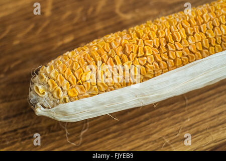 Last year harvest of corn after 6 months storing. Dry seeds ready for planting. Spring agriculture time. Organic food background Stock Photo