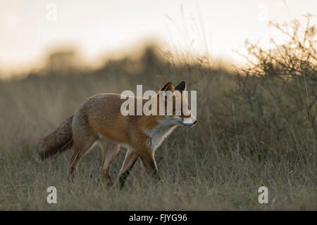 Red Fox / Rotfuchs ( Vulpes vulpes ) walks through high grass, looks concentrated, in wonderful soft backlight, warm tones. Stock Photo