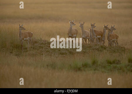 Red Deer ( Cervus elaphus ), group of hinds, does, standing on a little hill in wide open land, grass steppe, soft warm backlit. Stock Photo